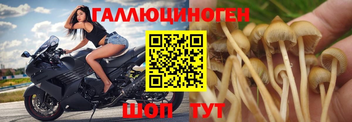 Псилоцибиновые грибы мицелий  Псилоцибиновые грибы GOLDEN TEACHER  Вход с VPN  цена   Сосновый Бор 